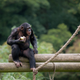 Illustration for article titled The Case for Ending Medical Research on Chimps